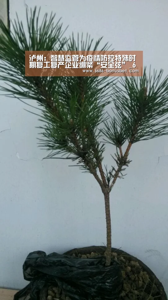 泸州:智慧监管为疫情防控特殊时期复工复产企业绷紧“安全弦”_6686棋牌(图1) 6686官网